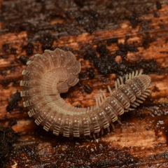 Striariinae