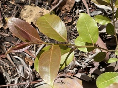 Eucalyptus deglupta