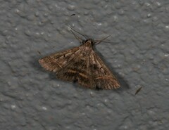 Acantholipes trajecta