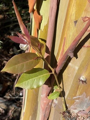 Eucalyptus deglupta