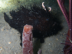 Antennarius striatus