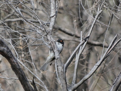 Melithreptus lunatus