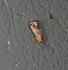 Acontia thapsina