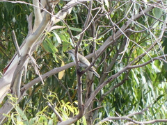 Chrysococcyx basalis