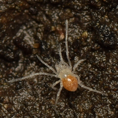 Phalangodidae