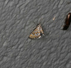 Anydraula pericompsa