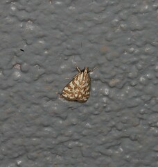 Aporocosmus lamprodeta