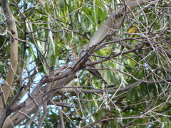 Chrysococcyx basalis