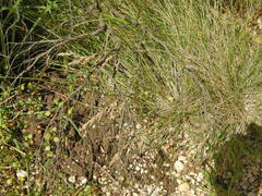 Poa labillardierei