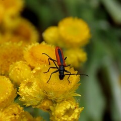 Stenoderus suturalis