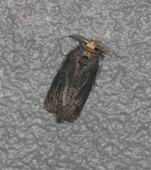 Archigargetta amydra