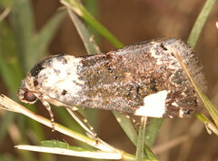 Acontia trychaenoides