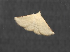 Eublemma silicula
