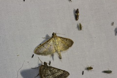 Herpetogramma fluctuosalis