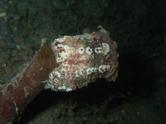 Alicia pretiosa