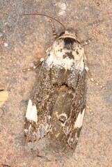 Acontia trychaenoides