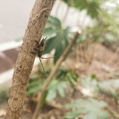 Aulaconotus pachypezoides