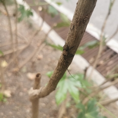 Aulaconotus pachypezoides