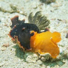Dendrodoris arborescens