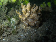 Phyllodesmium longicirrum
