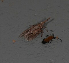 Eurinopsyche obscurata