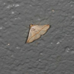 Eublemma perversicolor