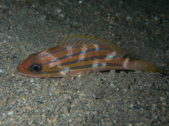 Lutjanus kasmira
