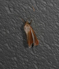 Heliocheilus cramboides