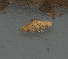 Herpetogramma hipponalis