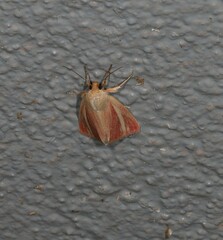 Heliocheilus rhodopolia