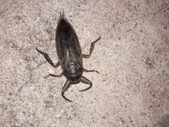 Lethocerus