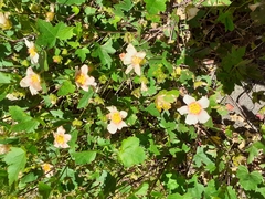 Modiolastrum lateritum