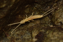 Campodeidae