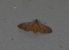 Hymenoptychis sordida