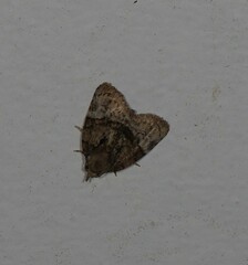 Lophothripa vitea