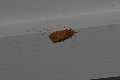 Miltochrista quadrilineata