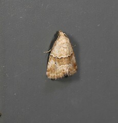 Maliattha amorpha