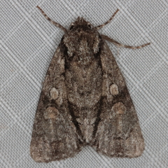 Acronicta transvalica
