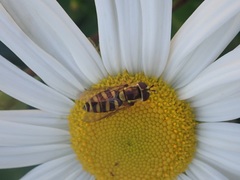 Epistrophella emarginata