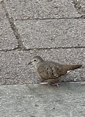 Columbina talpacoti