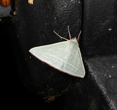 Oenochroma infantilis