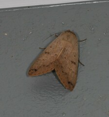Ophiusa parcemacula
