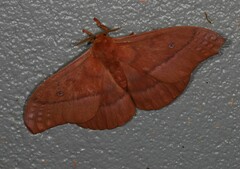 Neodiphthera excavus