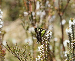 Graphium macleayanus