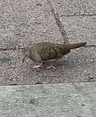 Columbina talpacoti