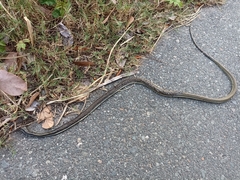 Dendrelaphis terrificus