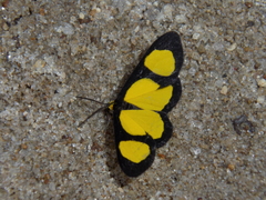 Cyllopoda jatropharia