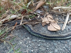 Dendrelaphis terrificus