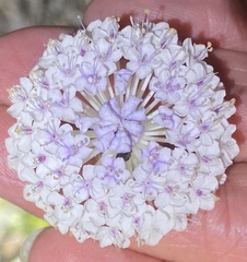 Trachymene grandis