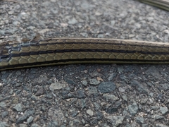 Dendrelaphis terrificus